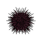 sea urchin